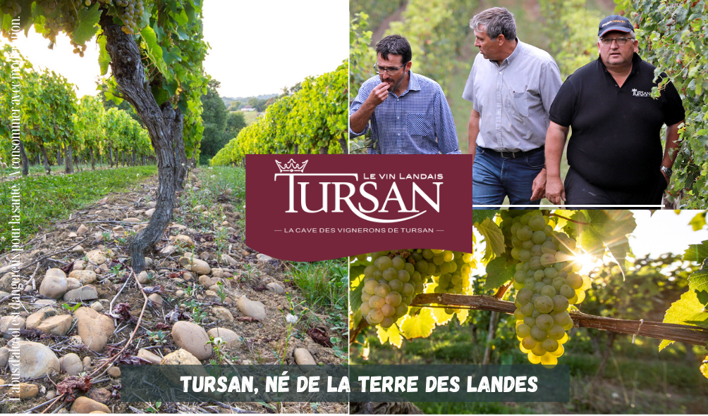 Cave des vignerons de Tursan