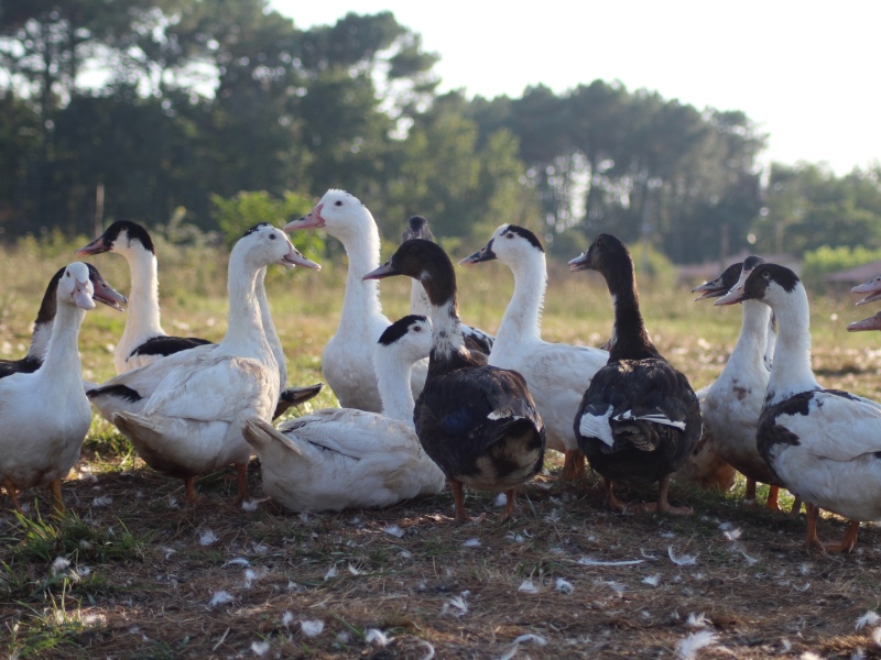 Ferme du Petit Casse - photo 2