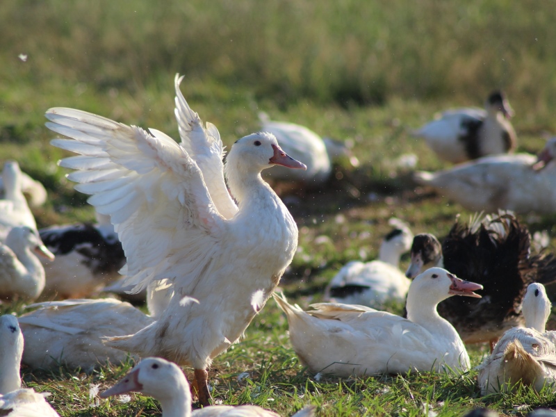 Ferme du Petit Casse - photo 3