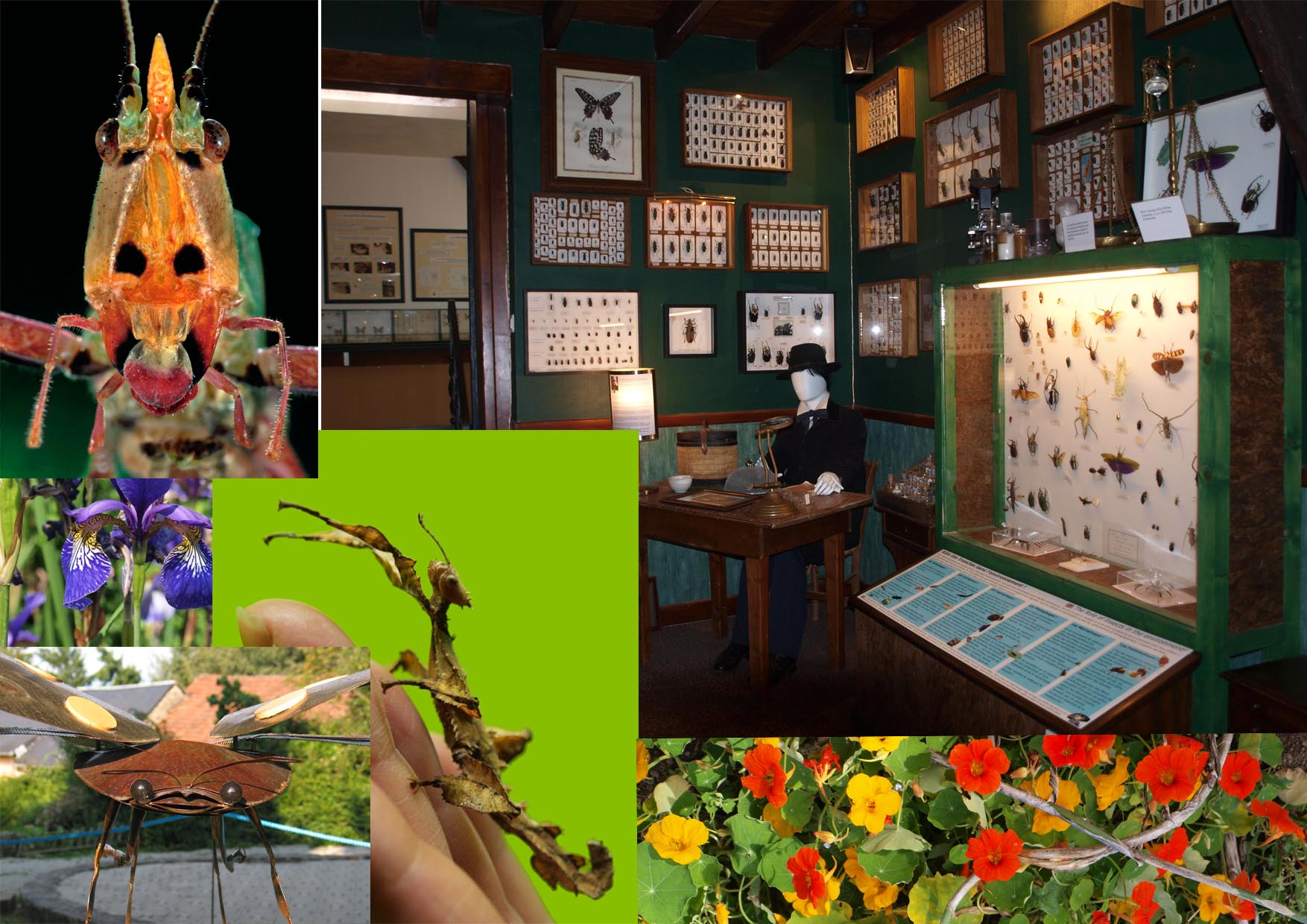 Cité des Insectes : Musée & Parc nature