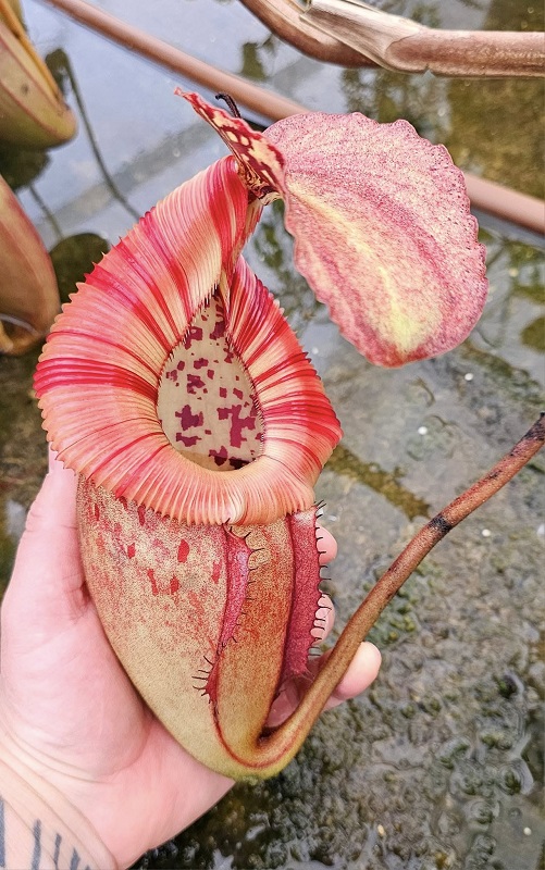 SCEA Cédric Carnivores, Castelnau-sur-Gupie - photo 10