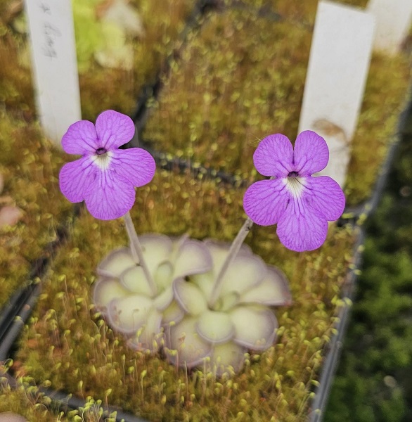 SCEA Cédric Carnivores, Castelnau-sur-Gupie - photo 6