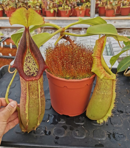 SCEA Cédric Carnivores, Castelnau-sur-Gupie - photo 3