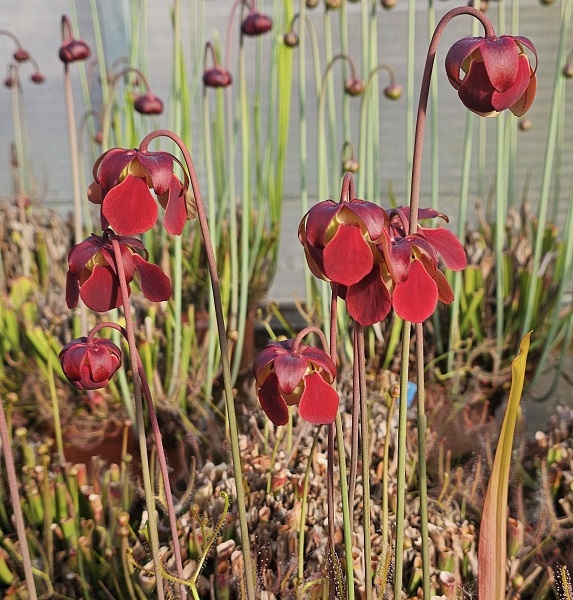 SCEA Cédric Carnivores