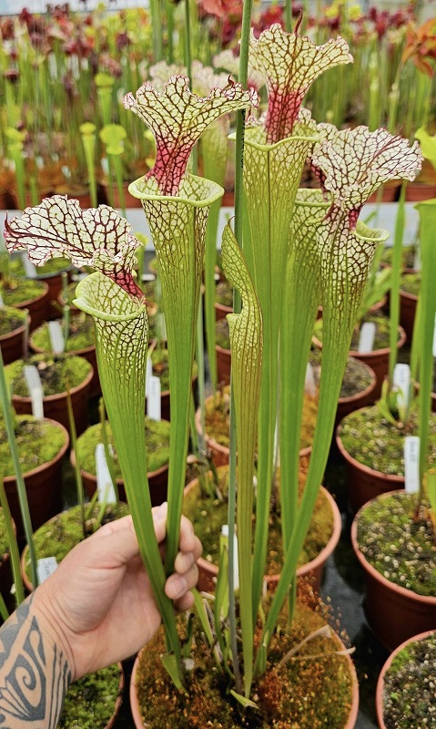 SCEA Cédric Carnivores, Castelnau-sur-Gupie - photo 9