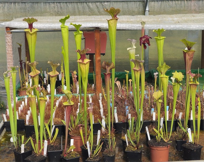 SCEA Cédric Carnivores, Castelnau-sur-Gupie - photo 2