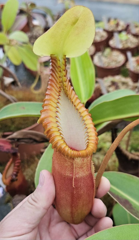 SCEA Cédric Carnivores, Castelnau-sur-Gupie - photo 7