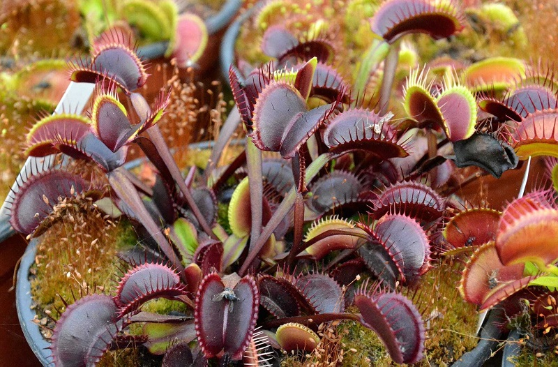 SCEA Cédric Carnivores, Castelnau-sur-Gupie - photo 5