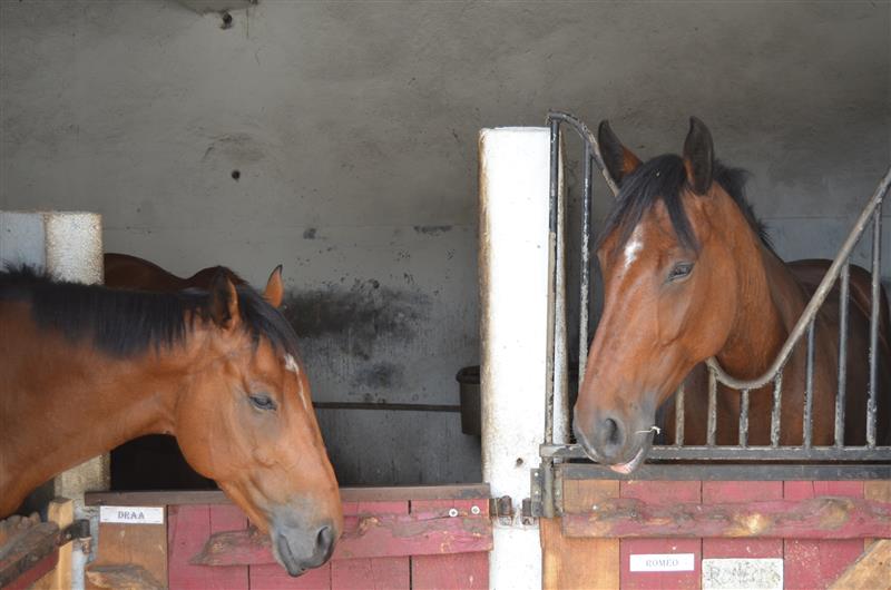 Centre Équestre de Goès