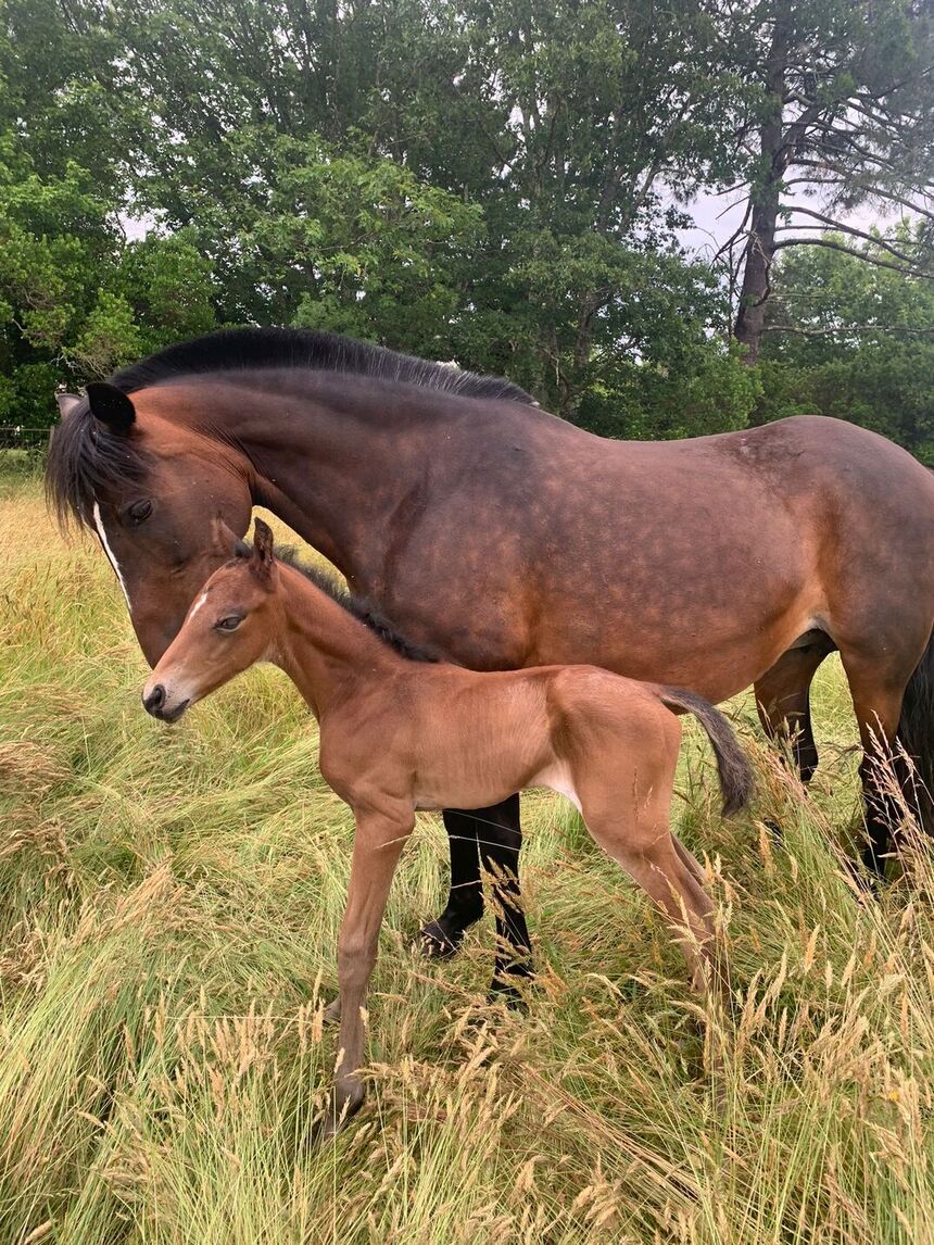 Centre équestre de lescarran / Poney Plage