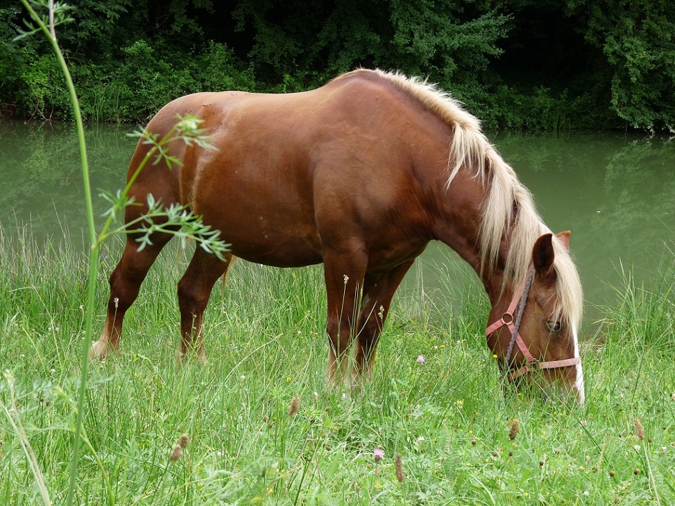 Domaine de la Sudrie -centre Équestre de Bourrou
