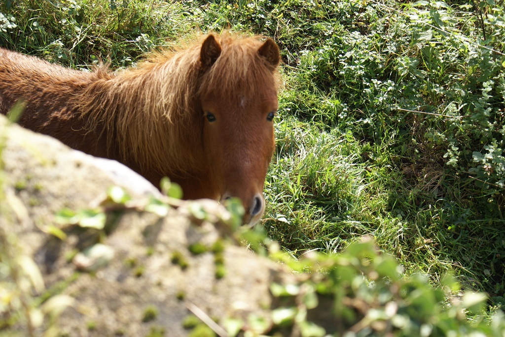 Domaine de la Sudrie -centre Équestre de Bourrou - photo 4