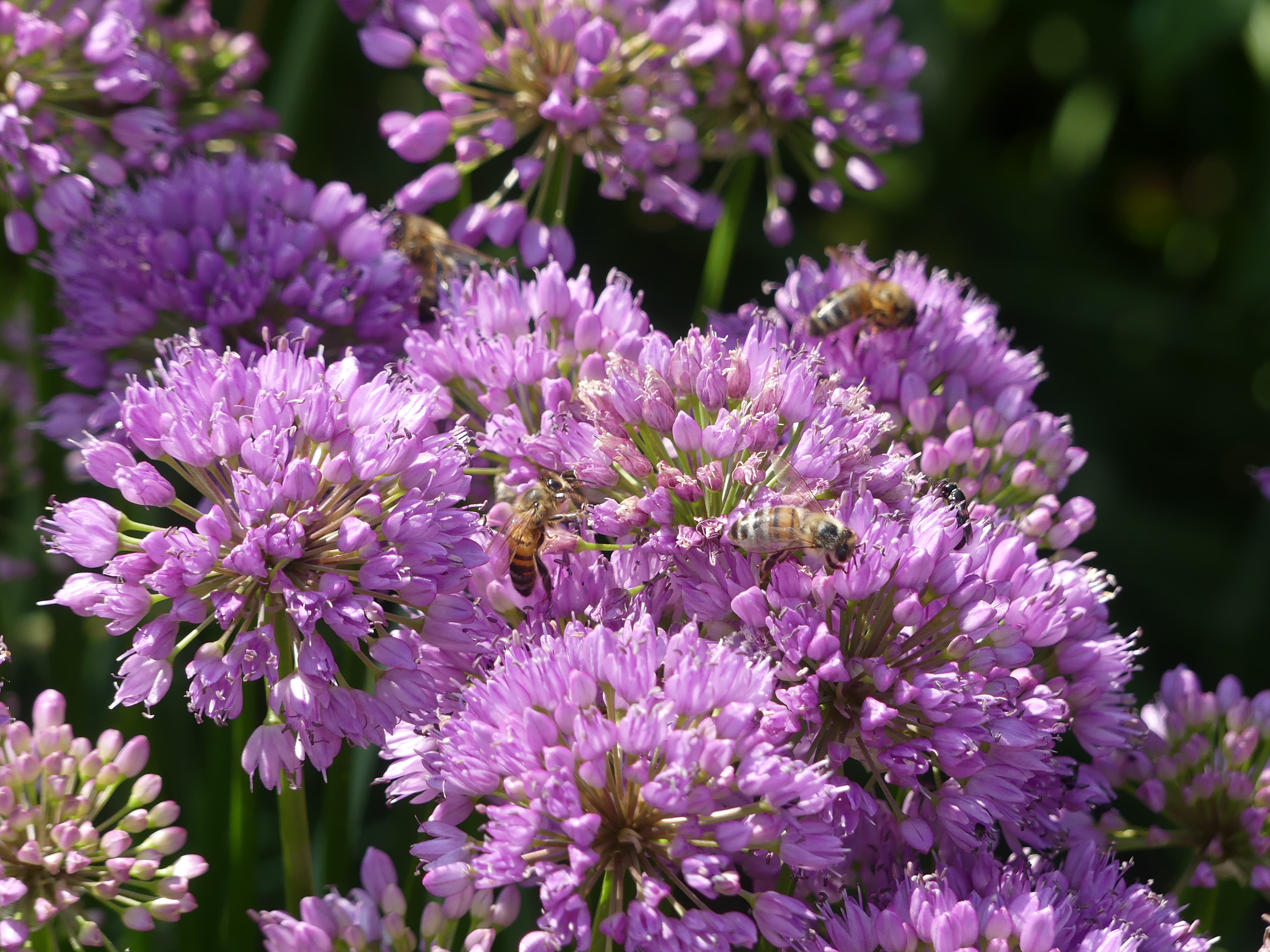 Visites Estivales 2026 - Le secret des abeilles : de la fleur au miel - Cerizay, Cerizay - photo 2