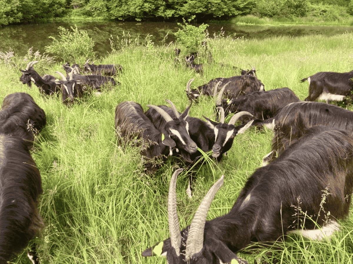 La ferme des p'tits loups