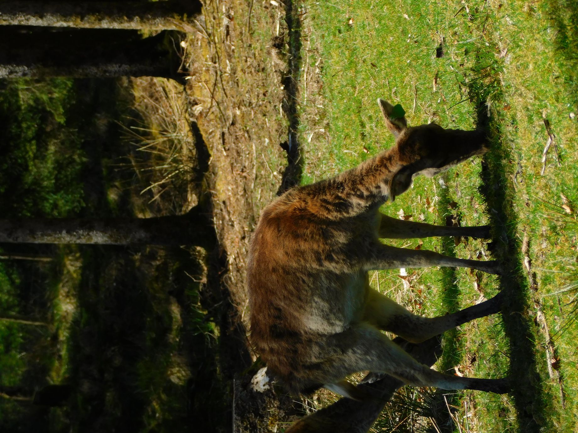 Le Bois du cochon — photo 3