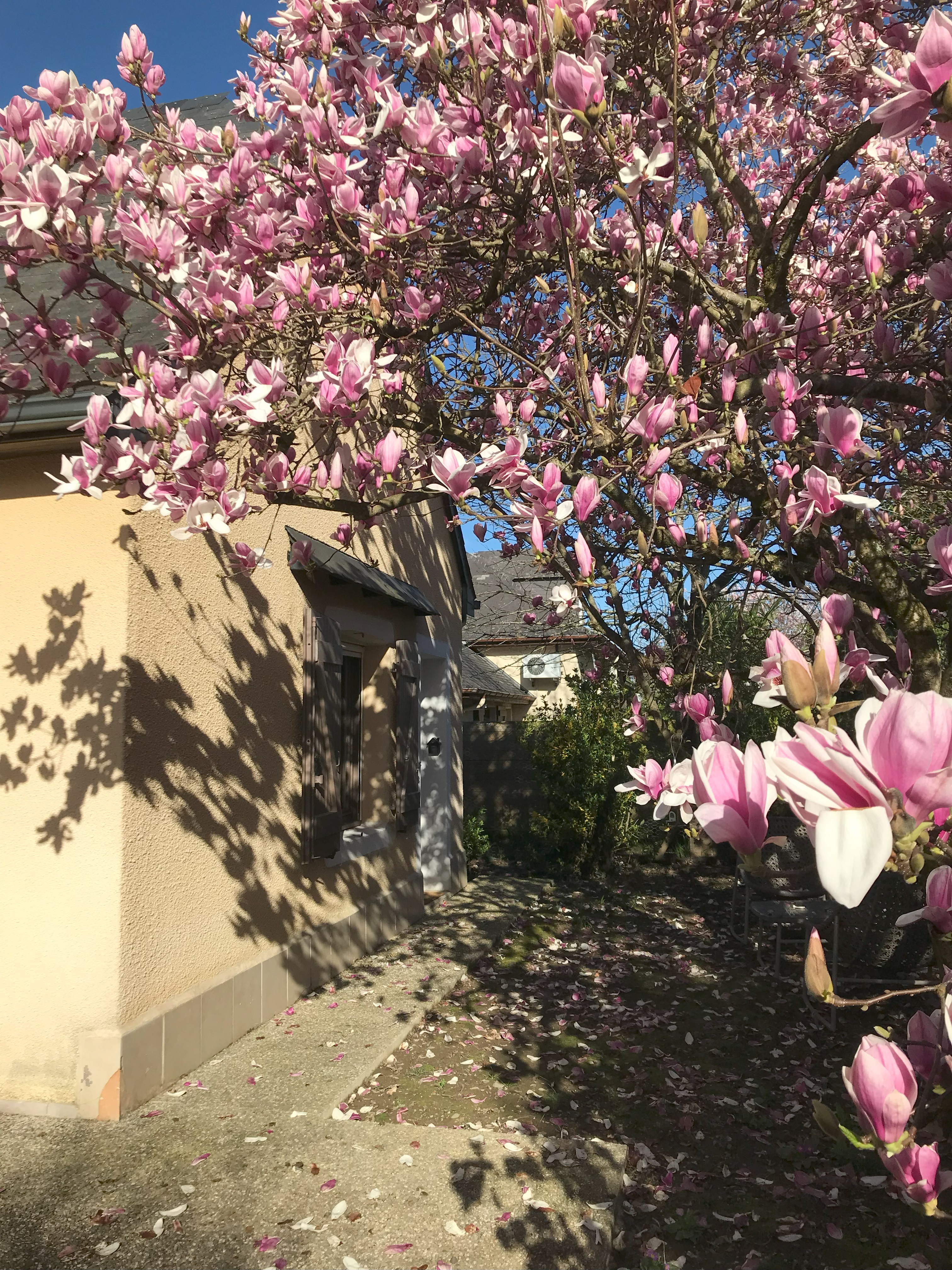 Sous le magnolia, Oloron-Sainte-Marie - photo 5