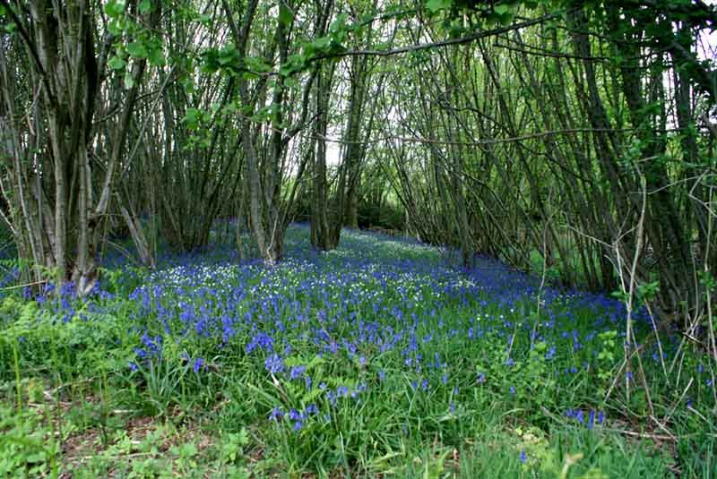Sentier Les Hérissons, Champagnac-la-Rivière - photo 2