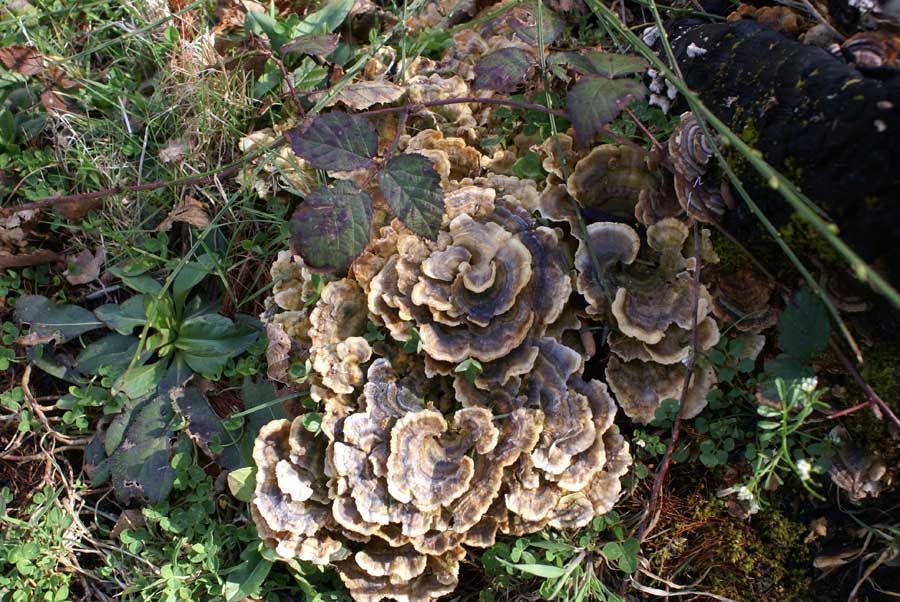 Sentier Les Hérissons, Champagnac-la-Rivière
