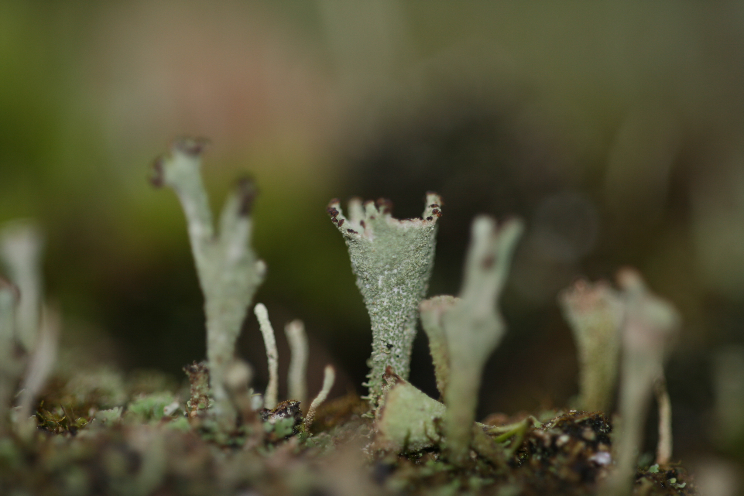 Formation Champignons