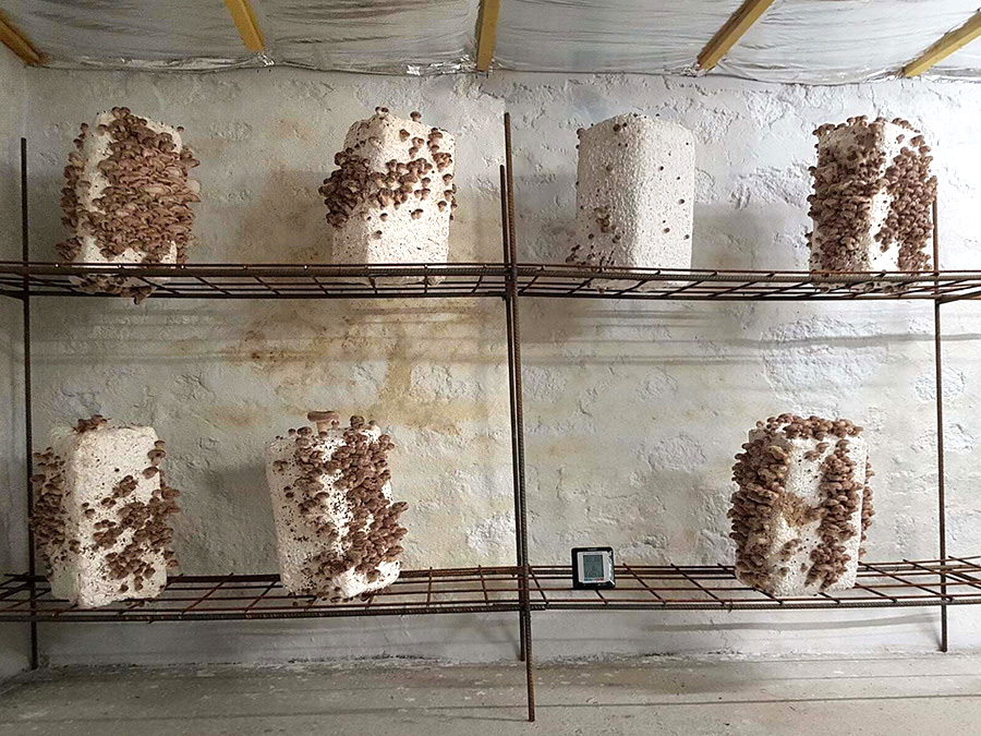 Champignons de Gaudeix - photo 4