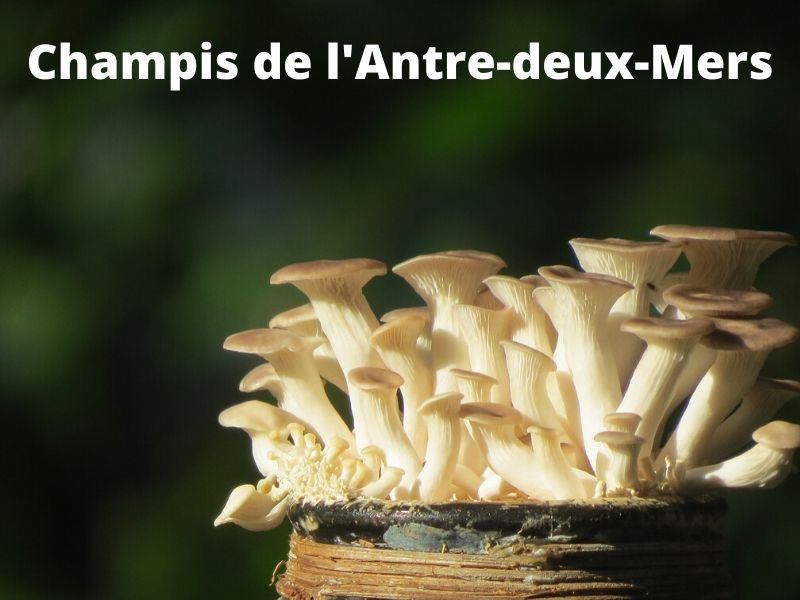 GAEC Les champis de l'Antre-deux-Mers