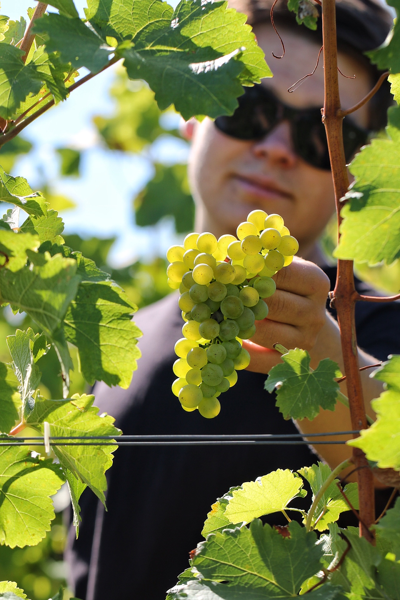 Domaine Chante l'Oiseau - photo 2