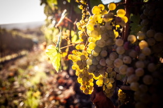 Domaine Chante l'Oiseau - photo 3