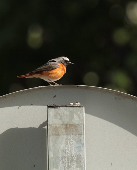 Les Pelouses sèches, Paussac-et-Saint-Vivien - photo 6