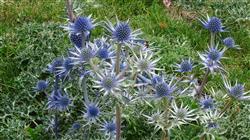 Chardons-Bleus©JP-Dupouy