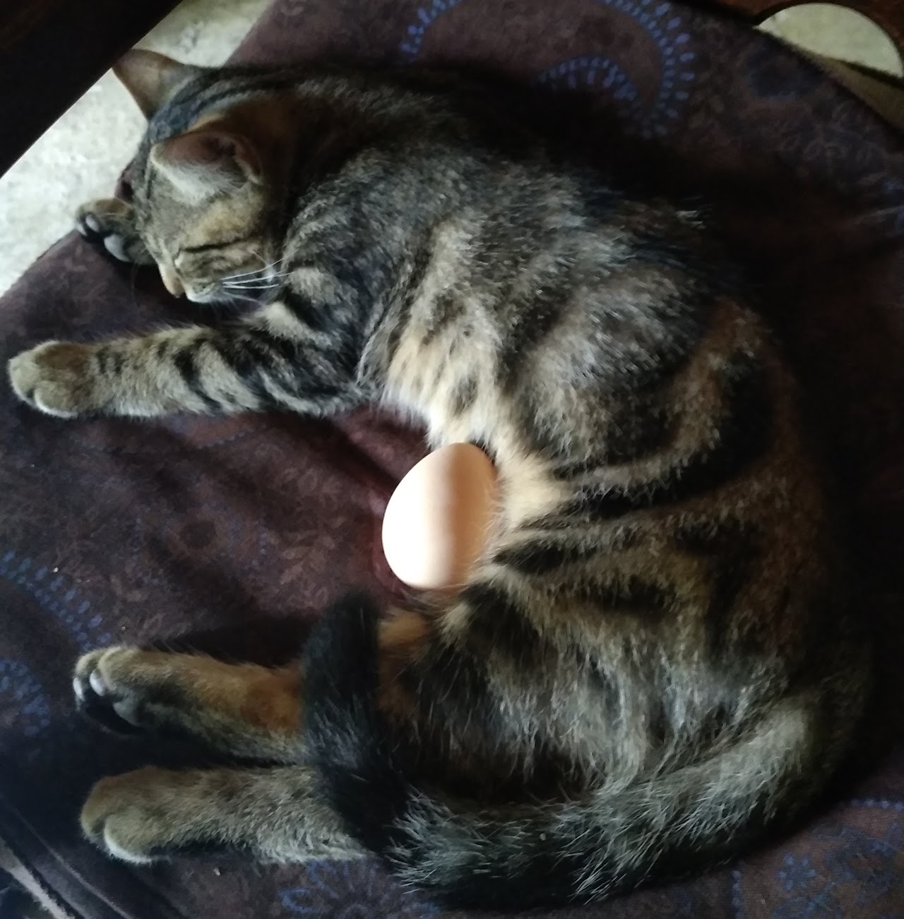 Le Moulin de la Forge - photo 3