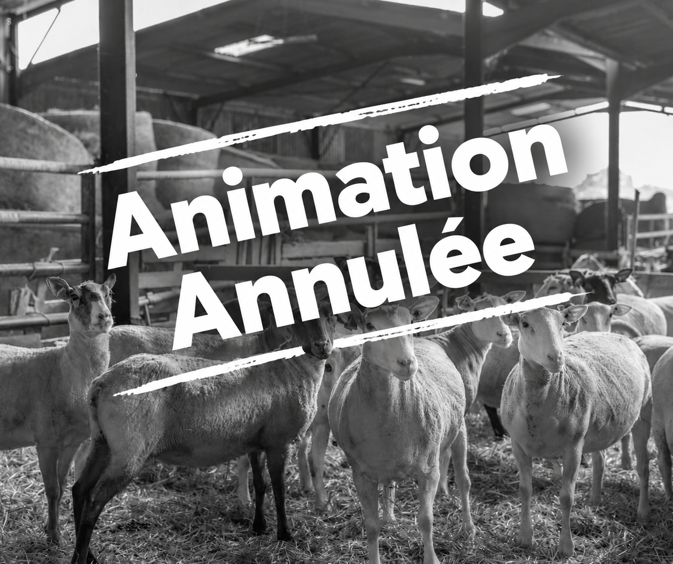 Visite de la Ferme Périvier : traditions et terroir à Saint-Pierre-de-Maillé