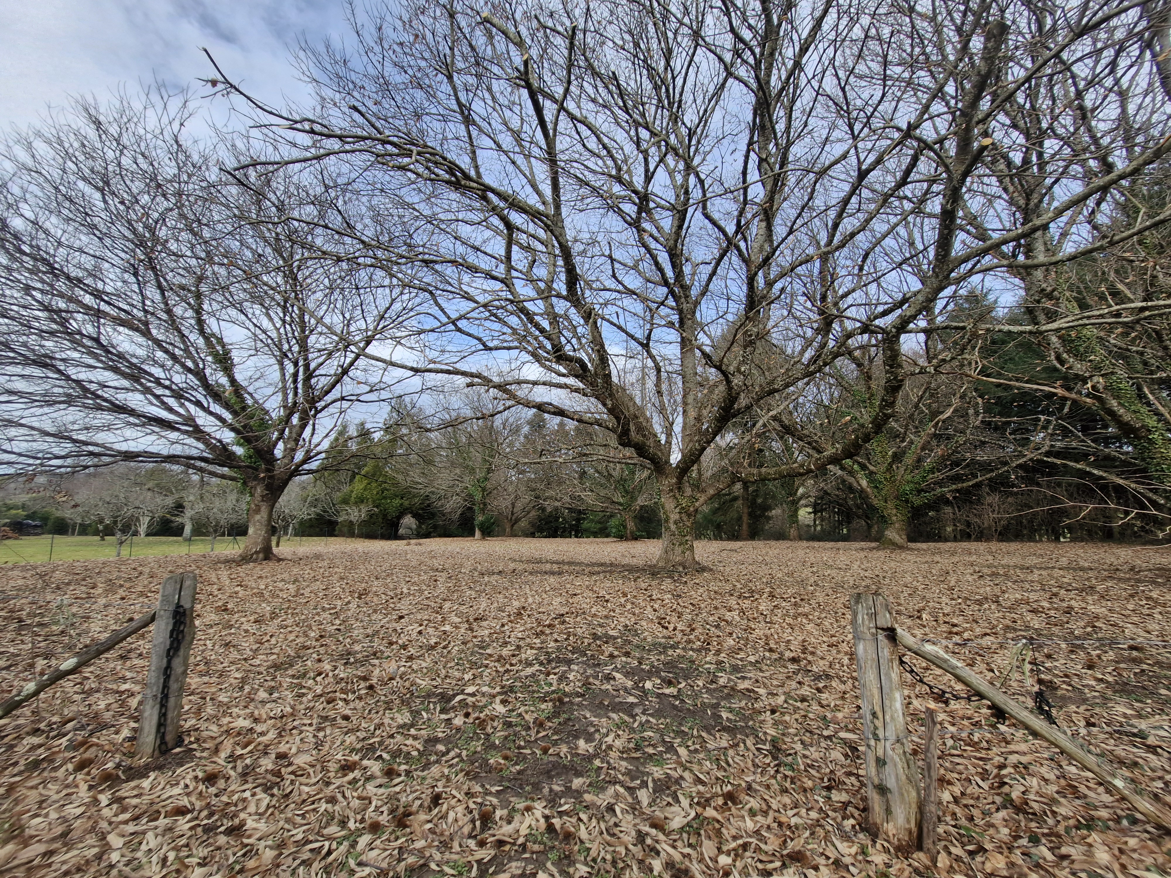 Forêt Domaniale - Saint-Sornin-Lavolps - photo 4