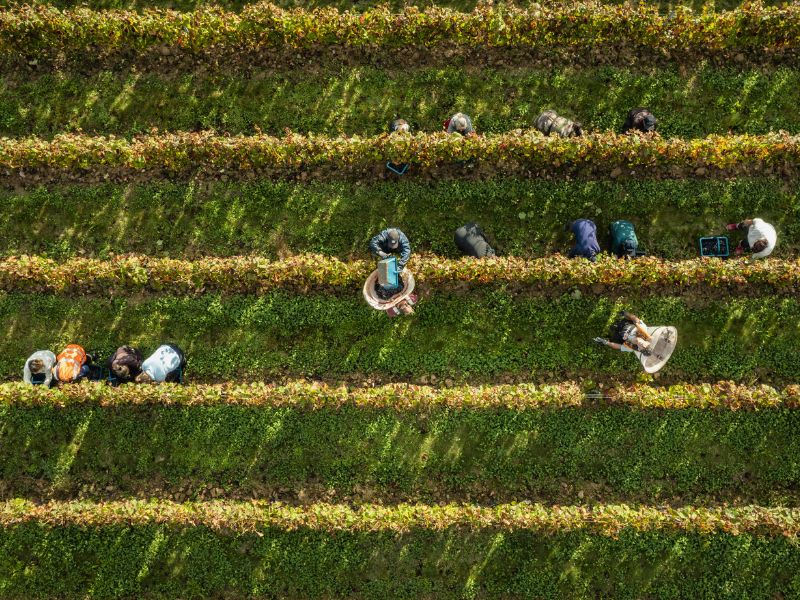 Château BruleSécaille