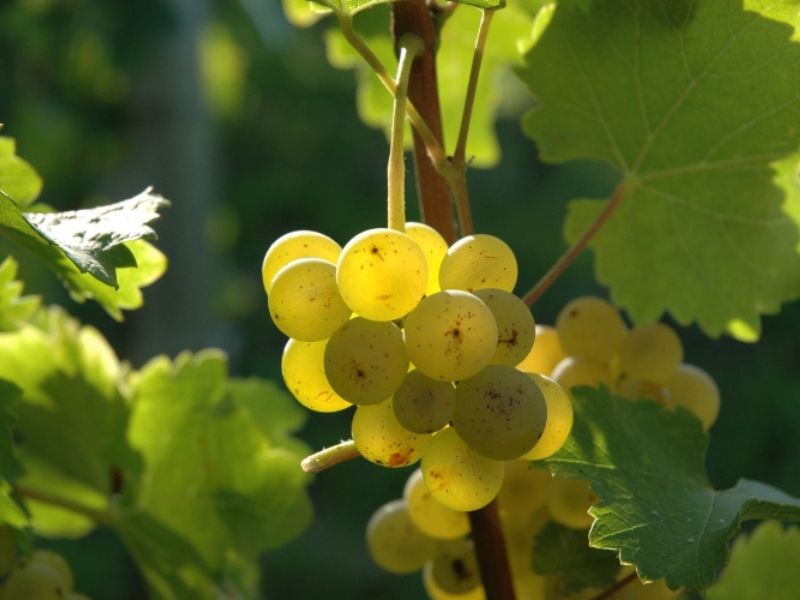 Château BruleSécaille - photo 4
