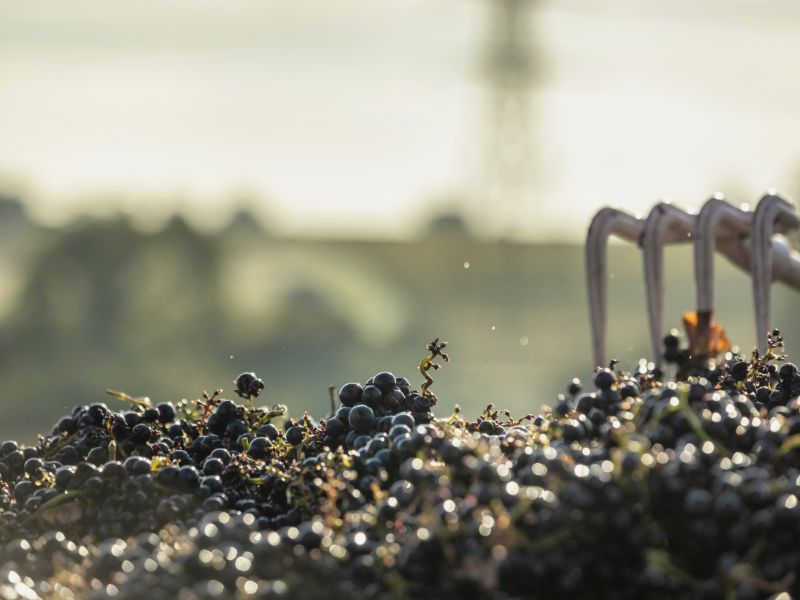 Château BruleSécaille - photo 3