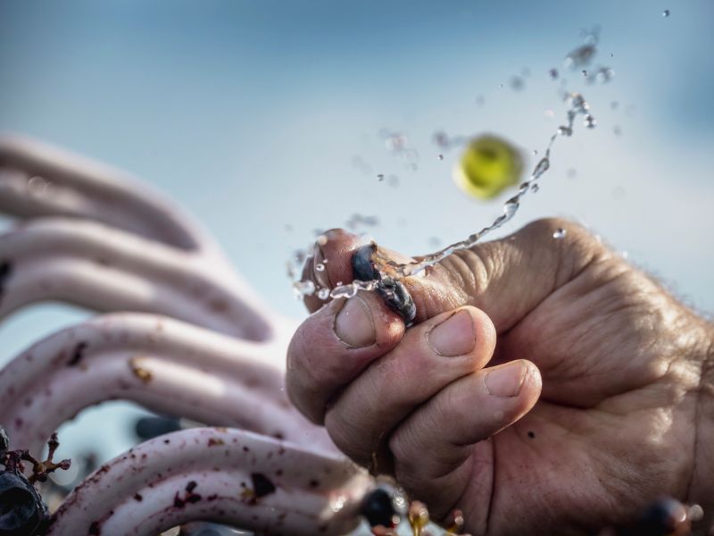 Château BruleSécaille - photo 2