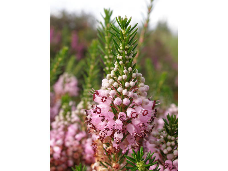 Sentier de la forêt de Fayat