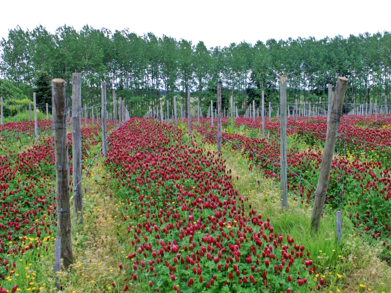 Château Farizeau - photo 3