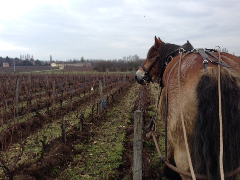 Château La Clotte-Cazalis - photo 2
