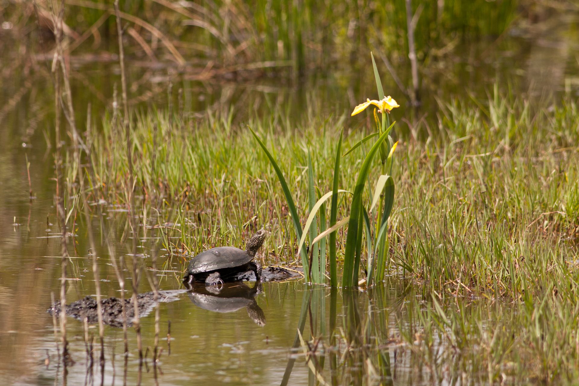 Château Lassus-Le Reysse