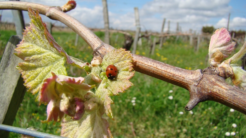 Château Nodot - photo 3