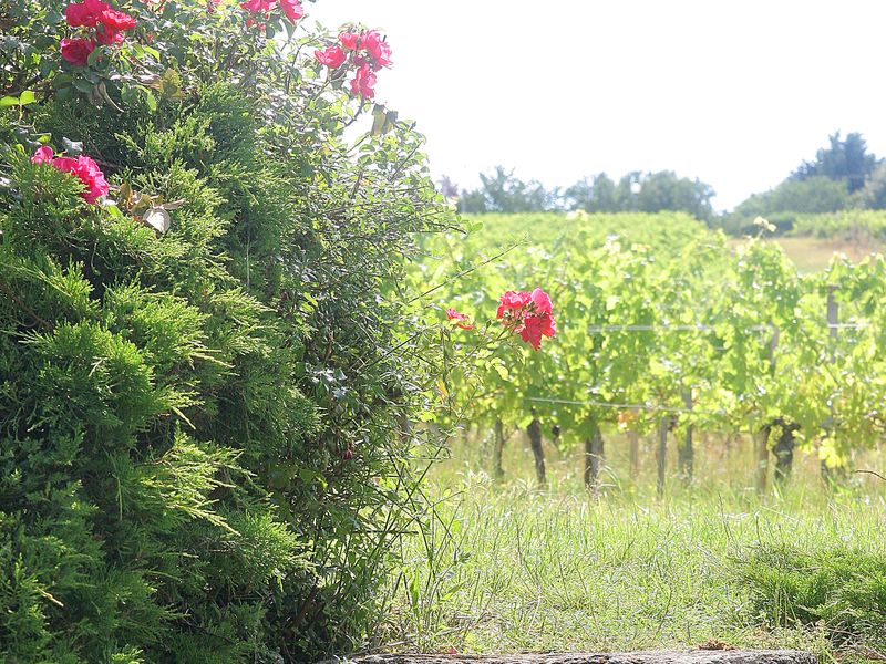 Château Saincrit - photo 4