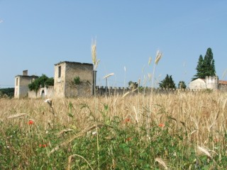 Ruines du Château de Saint-Cricq