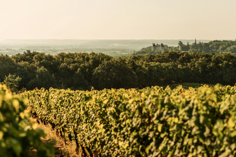 Vignerons de Buzet - photo 5