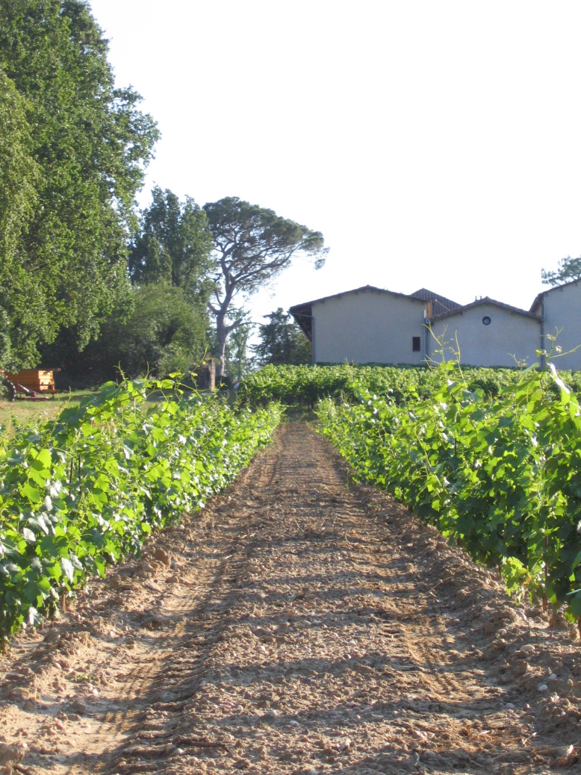 Château Lassalle - photo 2