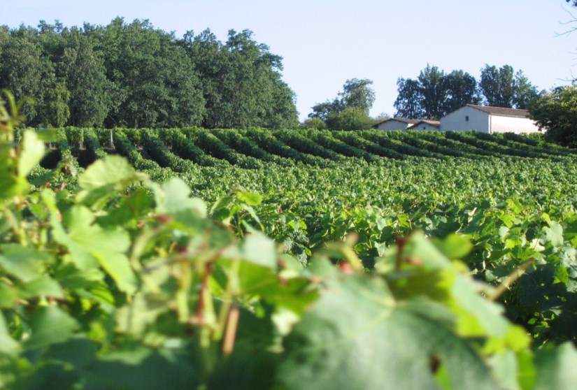 Château Lassalle - photo 5