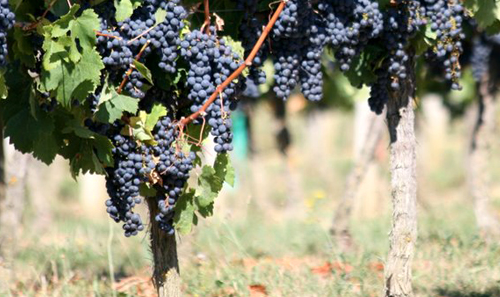 Château les Reuilles