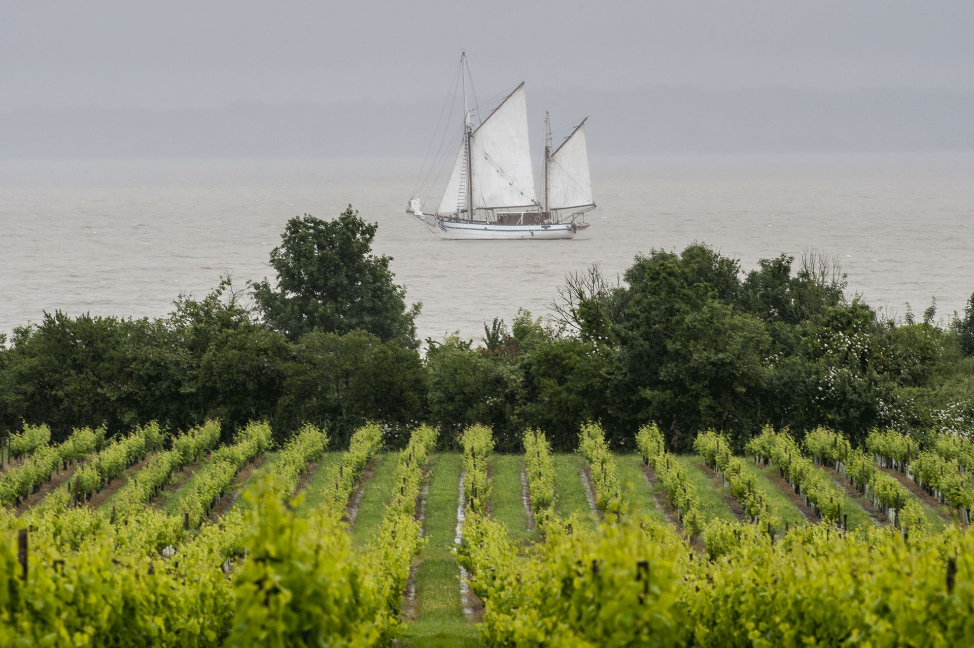 Château Loudenne - photo 5