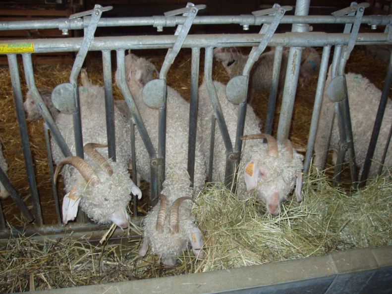 Le Chaudron Magique - photo 2