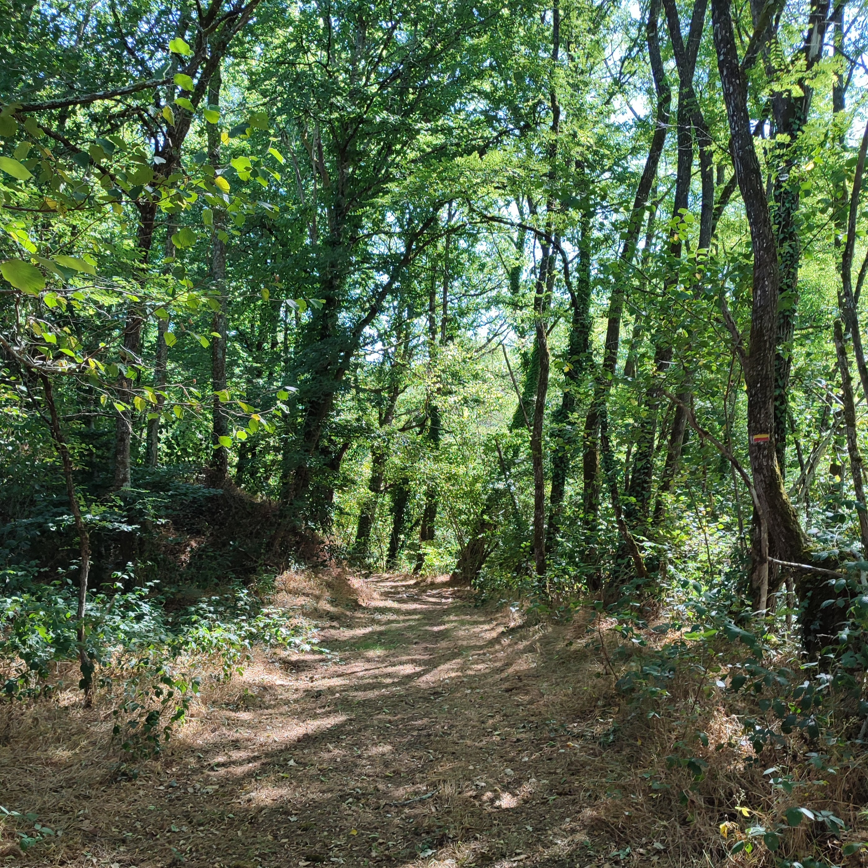 GR®de Pays Monts et Barrages en Limousin – Boucle Entre Combade et Briance – Variante d’Eymoutiers - Étape 3 - Saint-Méard à Châteauneuf-la-Forêt, Saint-Méard